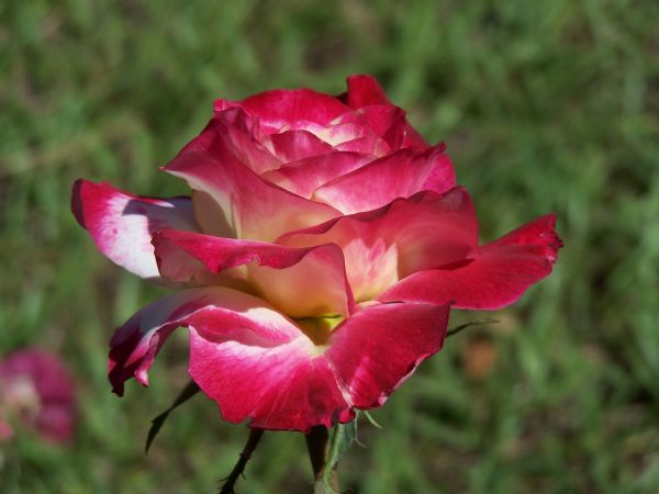 Natur,Pflanze,Blume,Blütenblatt,Rose,blühen