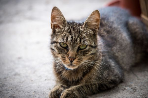 宠物,小猫,猫,哺乳动物,动物群,晶须