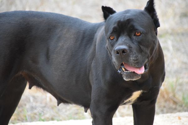 cane,animale domestico,mammifero,vista,nero,vicino