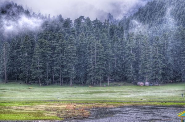 paesaggio, albero, natura, foresta, all'aperto, erba