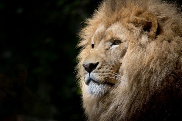 zvíře,zvěř a rostlinstvo,zoologická zahrada,divoký,portrét,Afrika