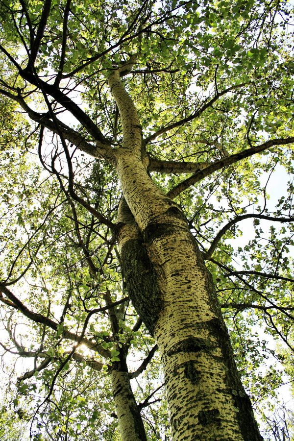 arbre,forêt,branche,plante,lumière du soleil,feuille