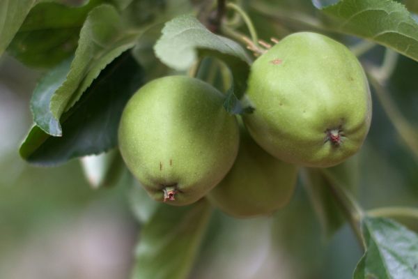 apple,plant,fruit,flower,food,green