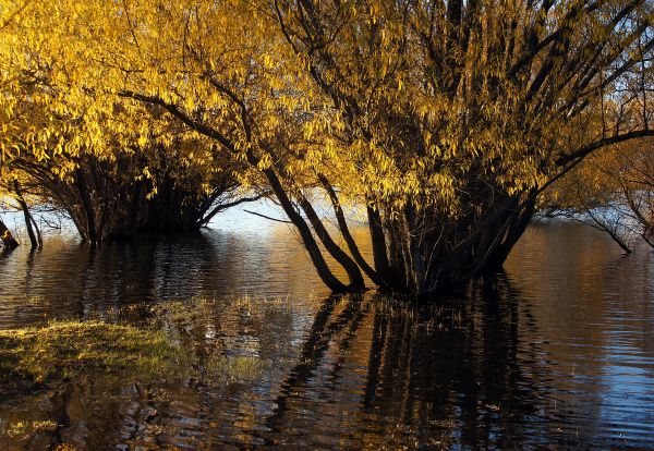 peyzaj,ağaç,Su,doğa,şube,kış