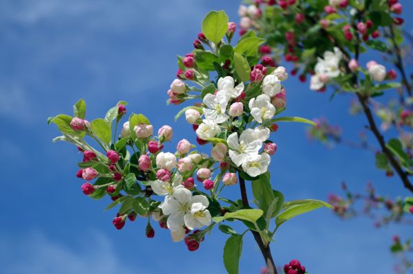 árvore,natureza,ramo,Flor,plantar,céu