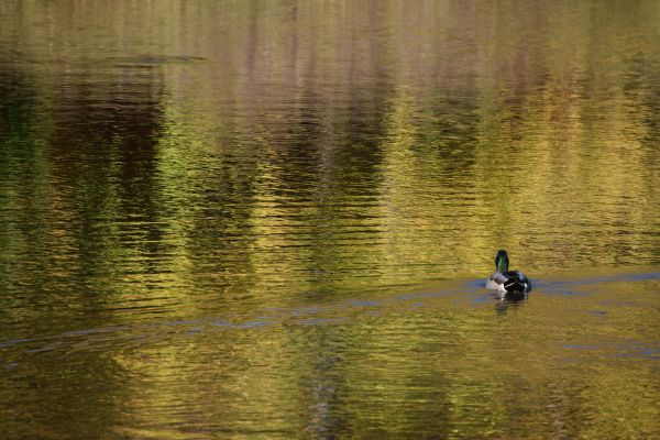 water,natuur,vogel,zonlicht,ochtend-,meer