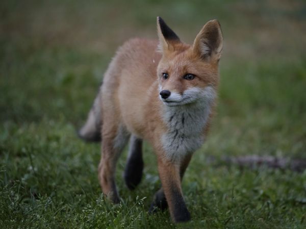 Млекопитающее, лиса, Позвоночный, Canidae, рыжая лиса, Дикая природа