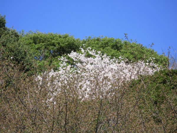 drzewo, Natura, trawa, kwitnąć, roślina, łąka