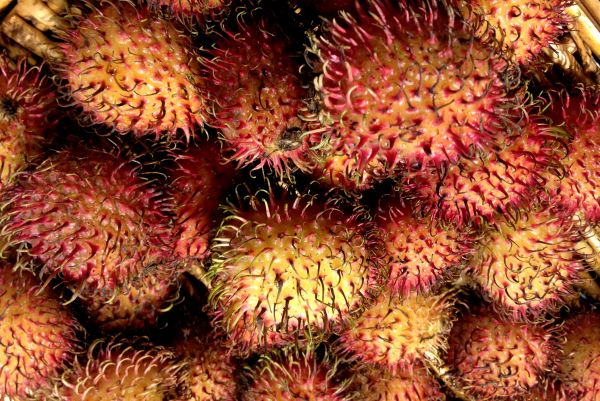 Pflanze,Frucht,Lebensmittel,produzieren,Martinique,Rambutan