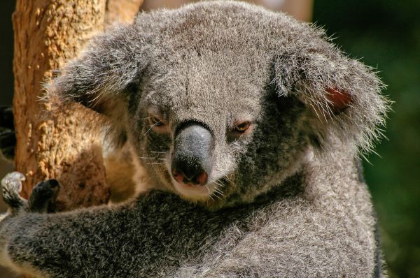 Tier,niedlich,Tierwelt,Säugetier,Fauna,Bär