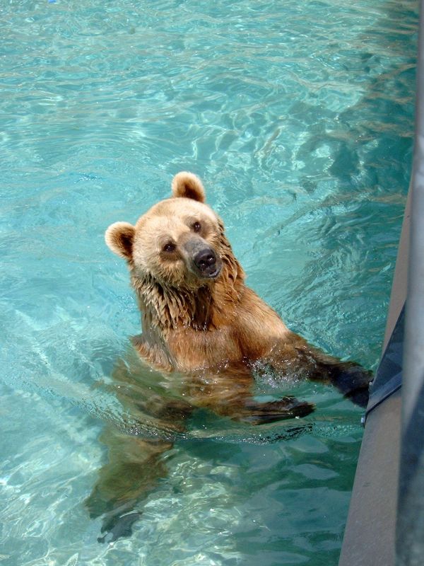 water, bear, wild, zoo, fur, swimming pool