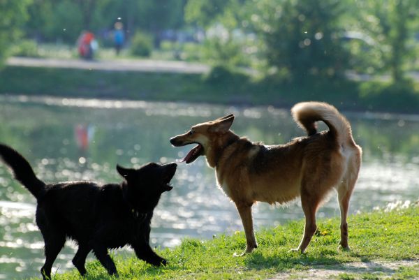 thiên nhiên,chó,vật nuôi,Động vật có vú,Nikon,vật nuôi