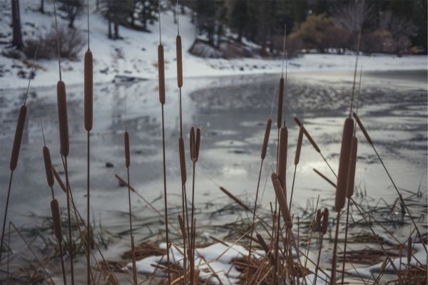 vann,natur,snø,vinter,frost,elv