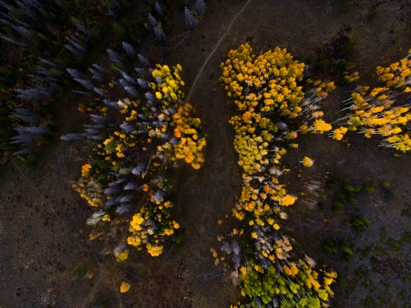 arbre,la nature,forêt,plante,lumière du soleil,feuille