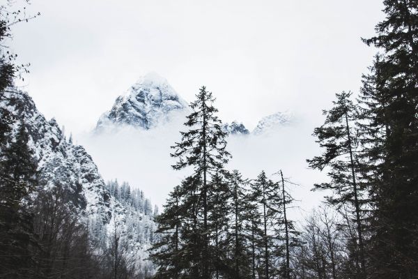 tree, nature, forest, wilderness, branch, mountain