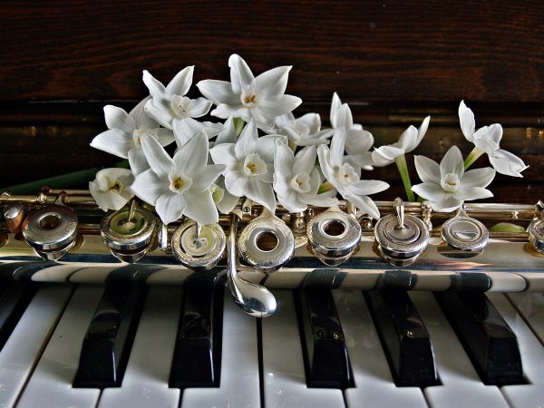 música,teclado,blanco,jugar,dulce,flor