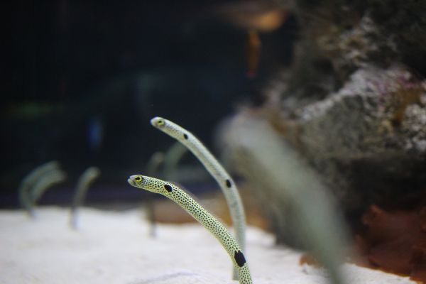 chin anago,biology,fish,close up,aquarium,macro photography