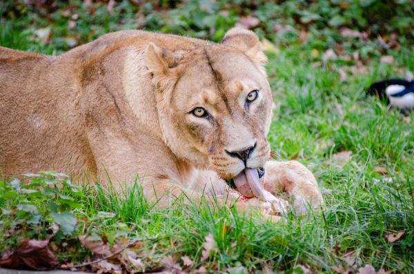 Gras,Abenteuer,Tier,weiblich,Tierwelt,Zoo