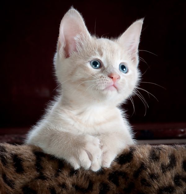 animal,cute,pet,fur,young,kitten