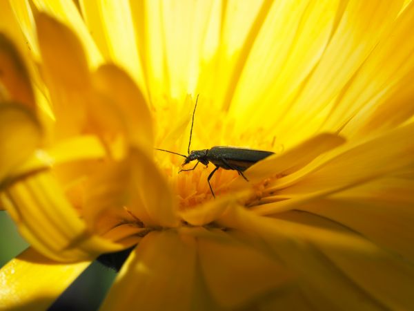 自然, 工場, 写真, 花, 太陽光, 葉