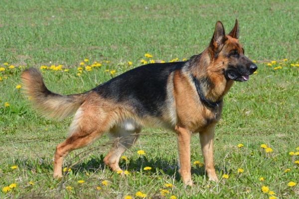 hond,zoogdier,Duitse herder,herder,gewerveld,Denemarken