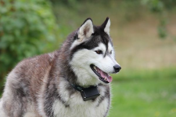 Hund, Haustier, Säugetier, heiser, zwei, Rennen