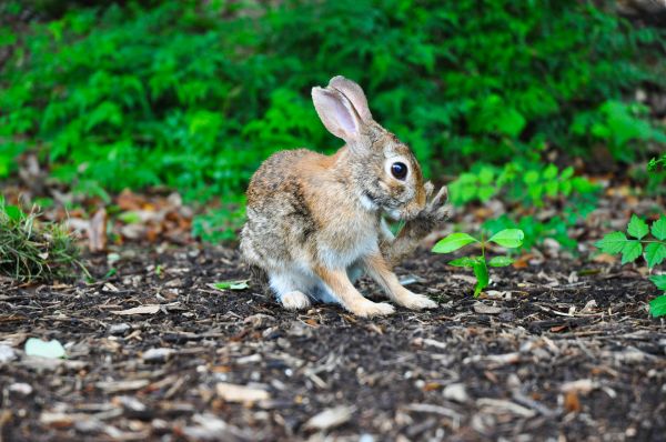 fű,állat,vadvilág,házi kedvenc,emlős,fauna