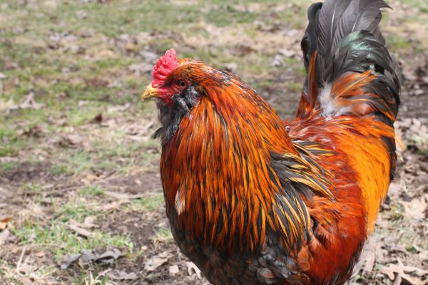 bird, animal, farm, pet, rural, orange