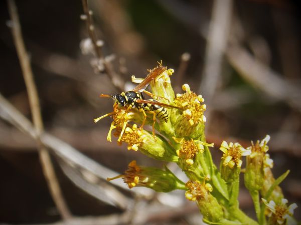 träd, natur, gren, blomma, växt, fotografi