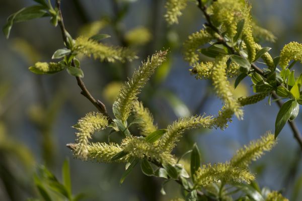 árbol,naturaleza,rama,flor,paisaje,al aire libre