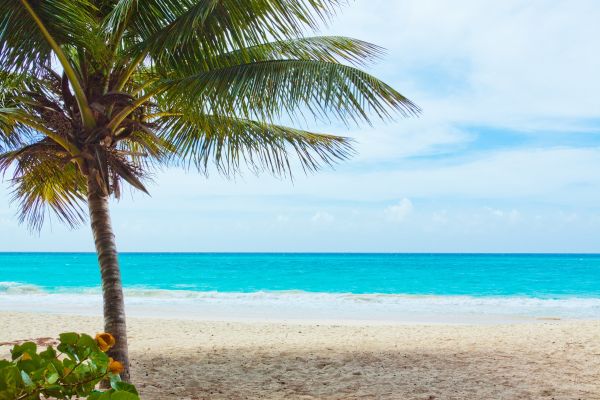 playa, paisaje, mar, costa, árbol, agua