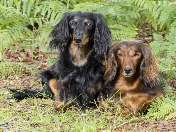 hond, huisdier, zoogdier, hond, sociaal, huisdieren