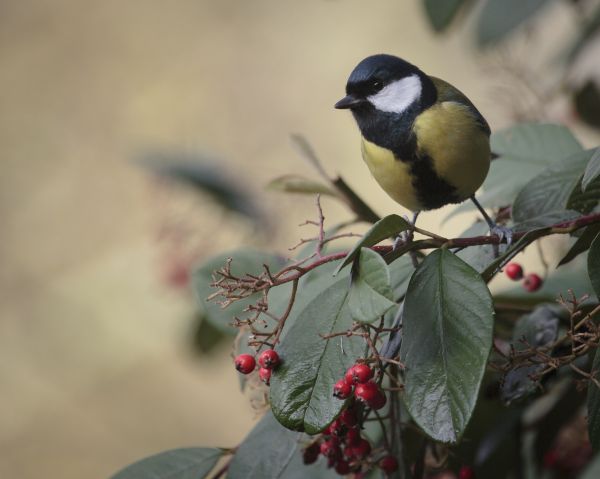 nature,branch,winter,bird,flower,leaf