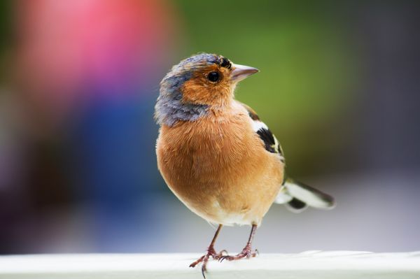 pták,zvěř a rostlinstvo,zobák,červenka,fauna,zblízka