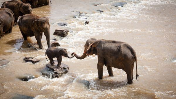 natureza,animais selvagens,rebanho,rio,selvagem,jardim zoológico