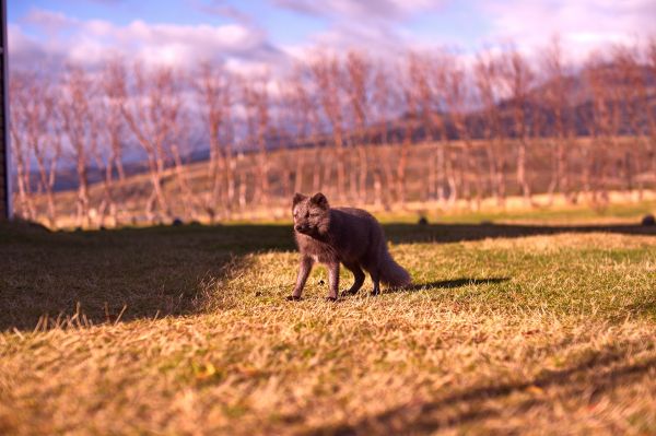 grama,campo,manhã,animal,animais selvagens,árvore