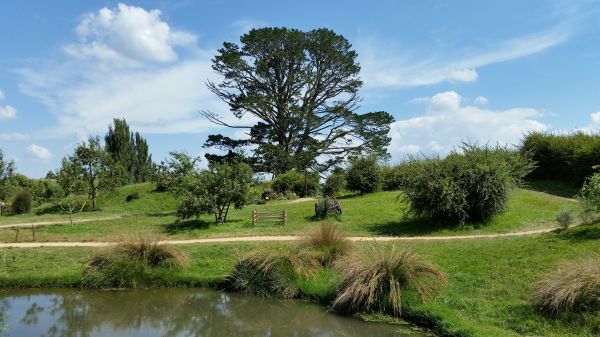 Landschaft, Baum, Gras, Wiese, Hügel, Weide