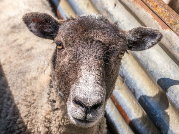 animais selvagens,chifre,Ovelha,mamífero,fauna,fechar-se