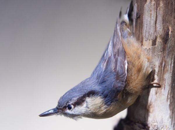 Ast,Vogel,Flügel,Tierwelt,Schnabel,Museum