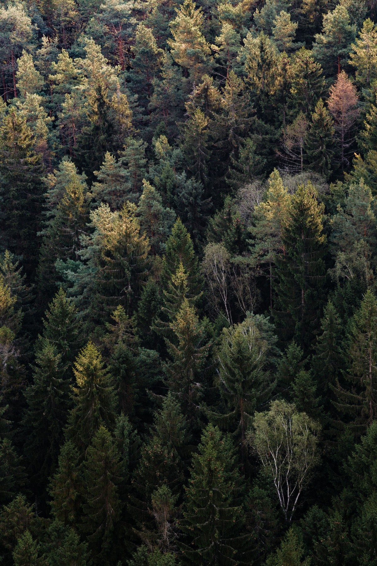 árbol, bosque, desierto, rama, planta, hoja, flor, hojas perennes, otoño, botánica, abeto, Pino, Parte superior del árbol, conífera, desde arriba, picea, vegetación, selva, bosque, habitat, alerce, ecosistema, Bioma, Familia del pino, Viejo bosque del crecimiento, entorno natural, Planta leñosa, Bosques templados de hoja ancha y mixtos, Bosque de coníferas templado, Planta de tierra