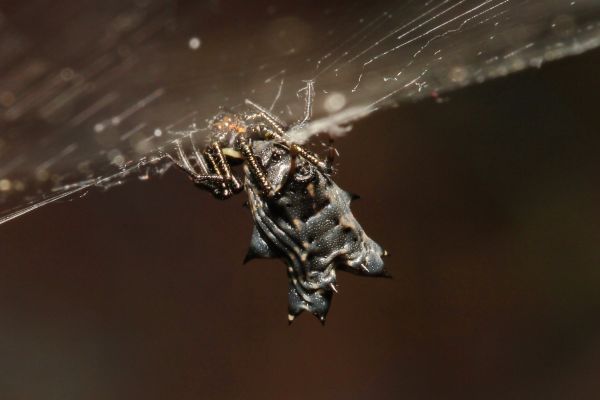 vinge, fotografi, spindelnät, webb, insekt, mörk