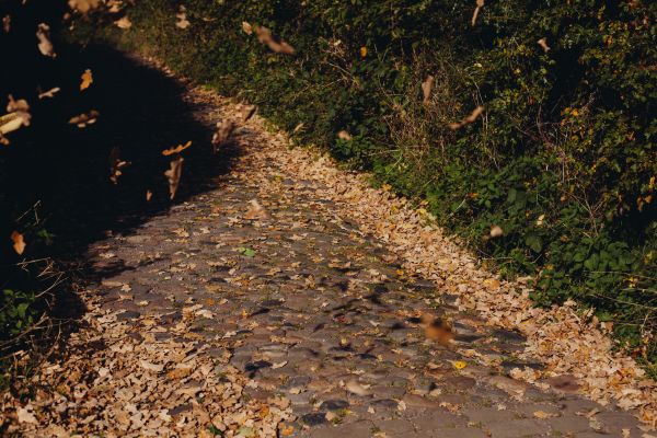 drzewo,Natura,trawa,na wolnym powietrzu,las,ścieżka