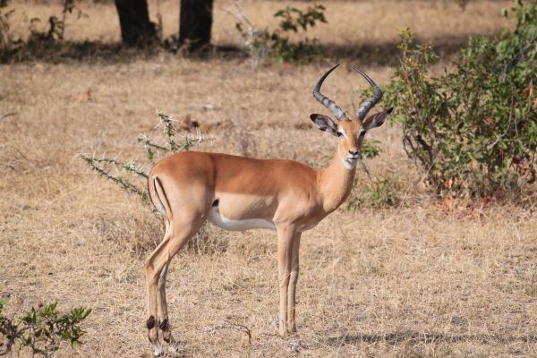 zviera,zver a rastlinstvo,jeleň,Afrika,cicavec,fauna