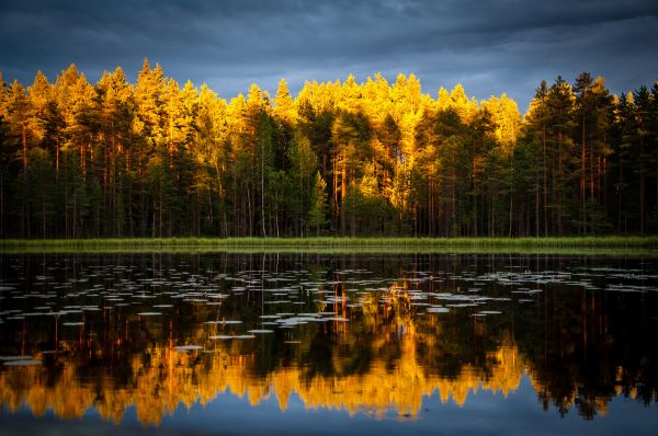 paesaggio, albero, acqua, natura, foresta, natura selvaggia