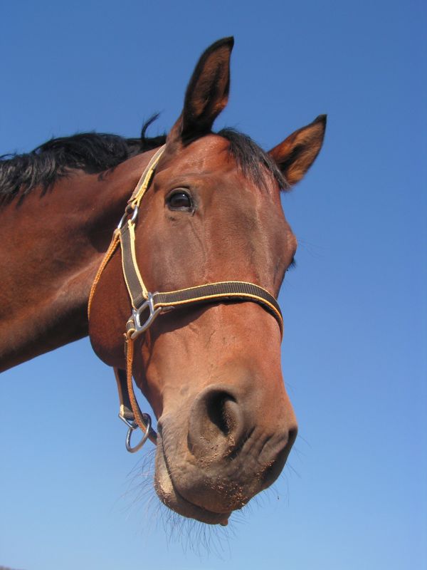 cavalo,rédea,mamífero,garanhão,juba,retrato