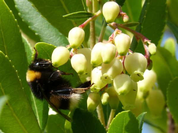 växt,blomma,producera,insekt,mat,botanik