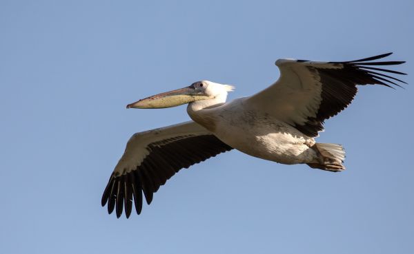 alam, burung, sayap, Pelican, Burung laut, penerbangan