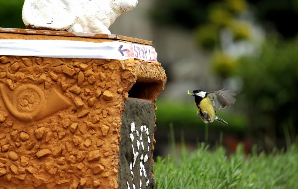 alam, burung, imut, terbang, makan, serangga