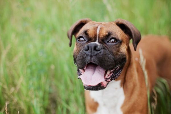 cucciolo, cane, animale, canino, analizzare, cercare, guardare, animale domestico