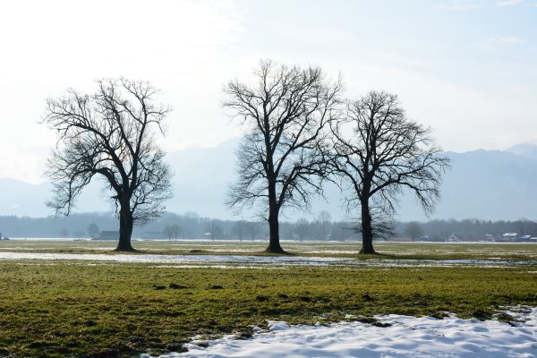 landskap, tre, vann, natur, gress, skog